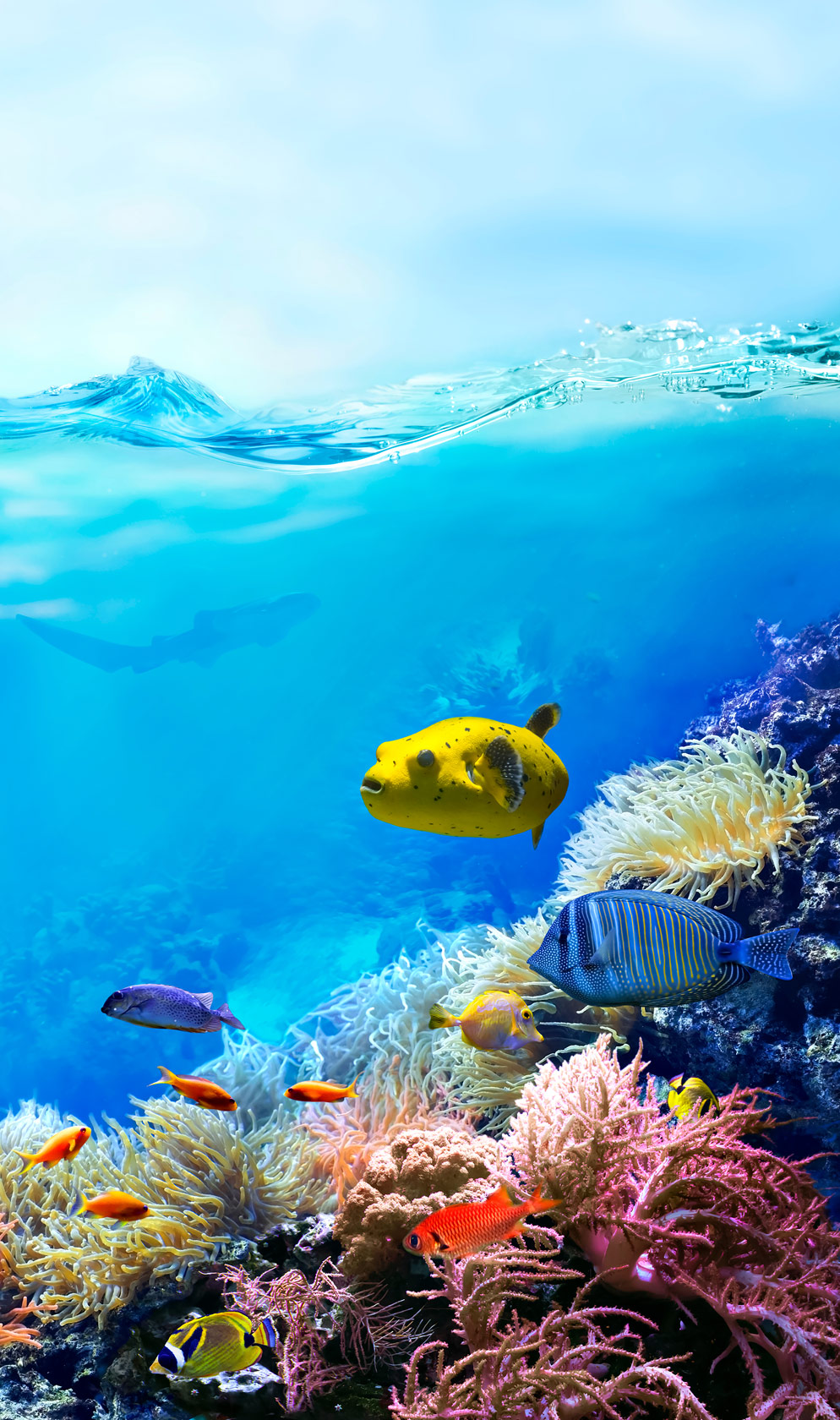 Great-Barrier-Reef