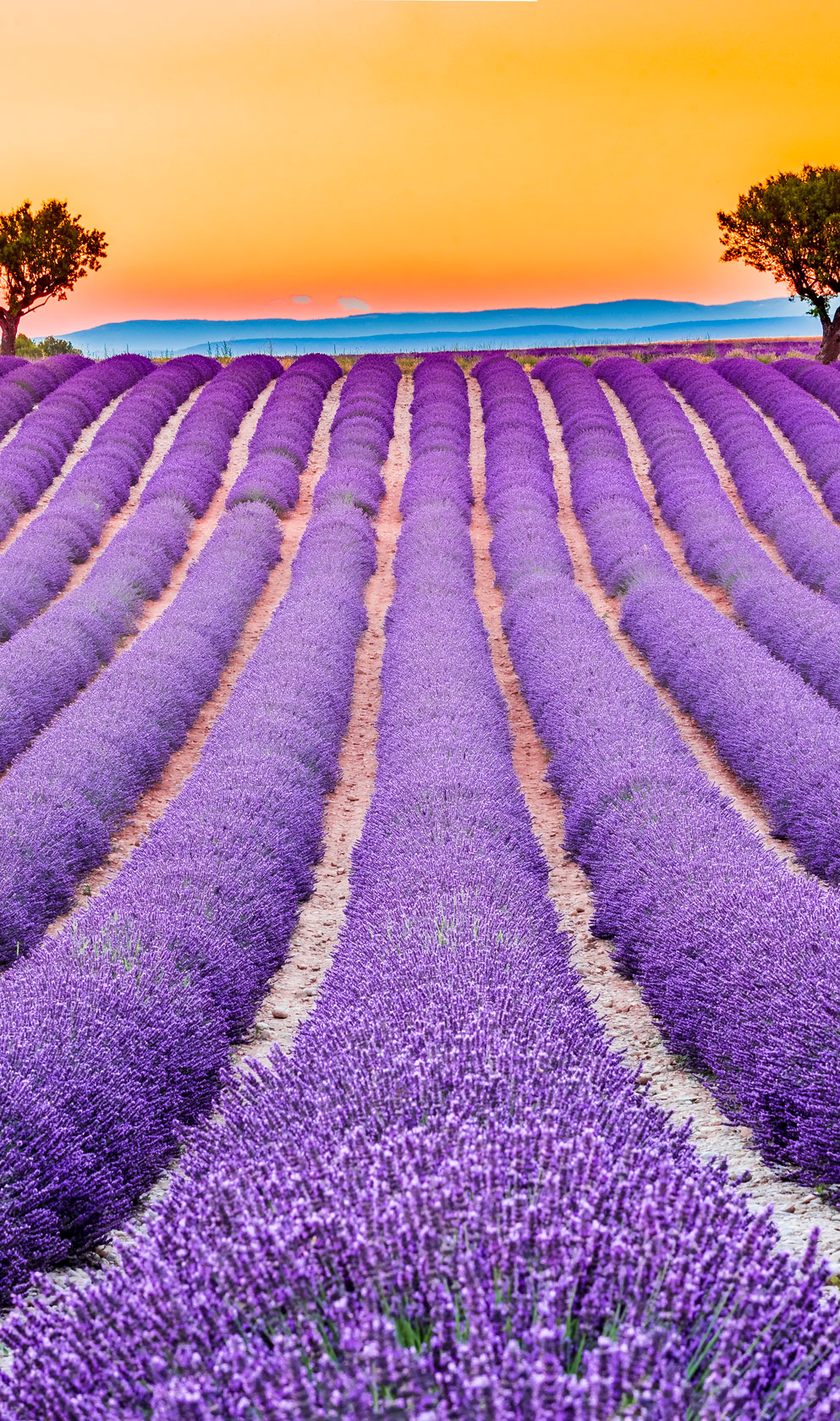 Lavendel